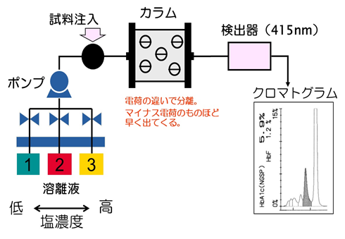 A1c測定原理2.jpg